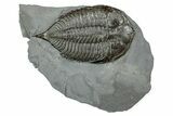 Dalmanites Trilobite Fossil - New York #241915-1
